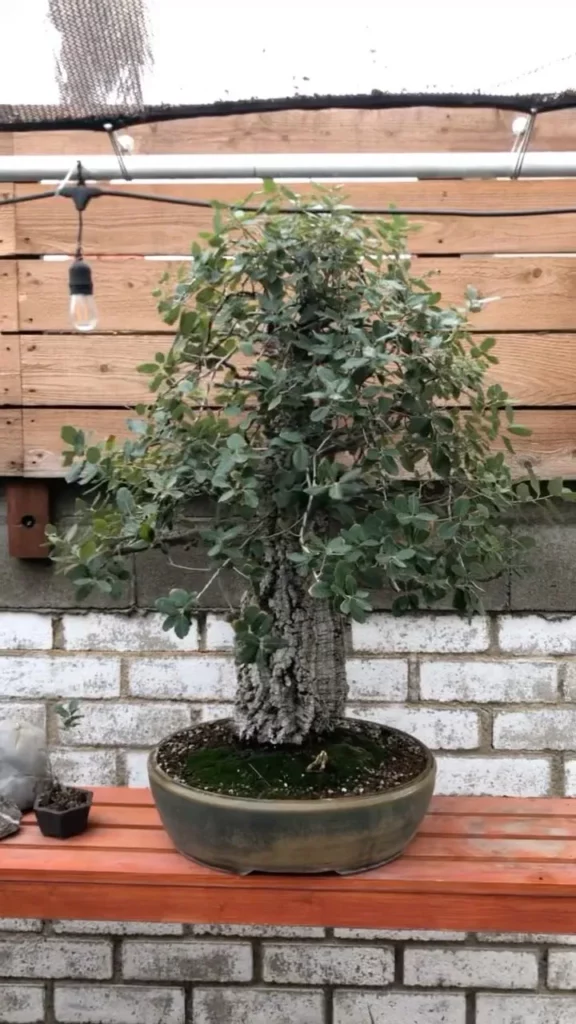 Cork Oak Bonsai (Quercus Suber) Plant In Round Ceramic Pot on Stand at Garden Area