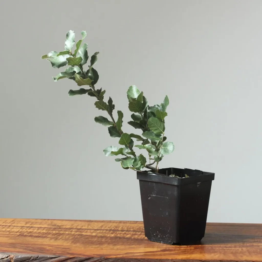 Cork Oak Bonsai (Quercus Suber) Tree In Square Shape Pot on Wooden Floor at Home