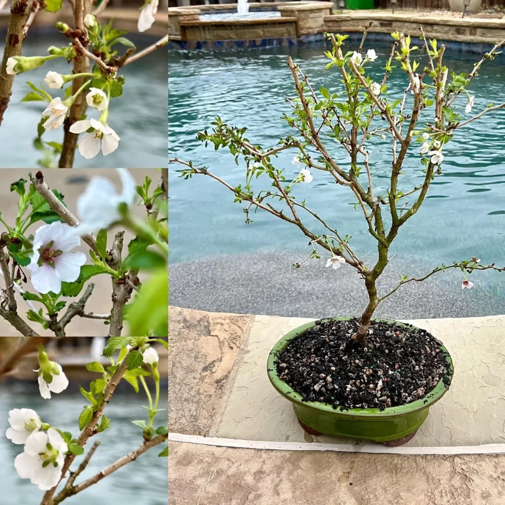 Collage Photo of Dwarf Cherry Bonsai Tree at Home Pool Area