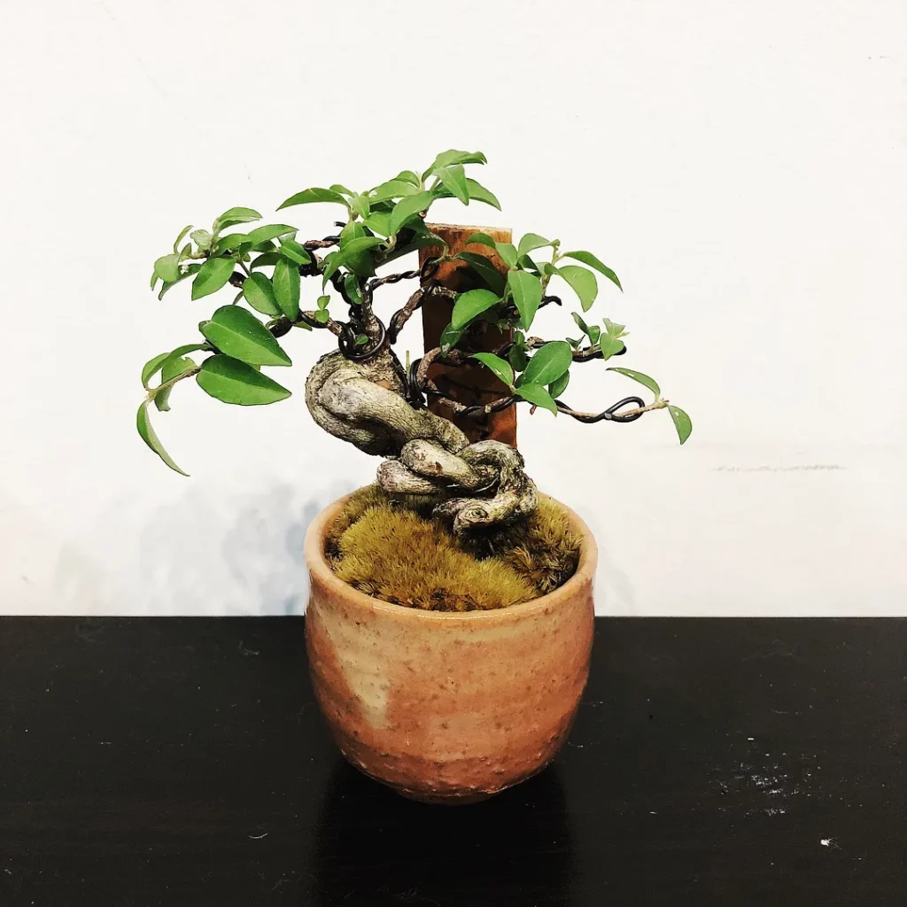 Aluminium Wired 8" Tall Dwarf Cherry Bonsai Tree In Round Pot on Floor at Home