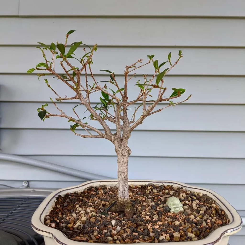 1.25 Feet Tall Dwarf Cherry Bonsai Tree In Ceramic Pot at Home Garden Area