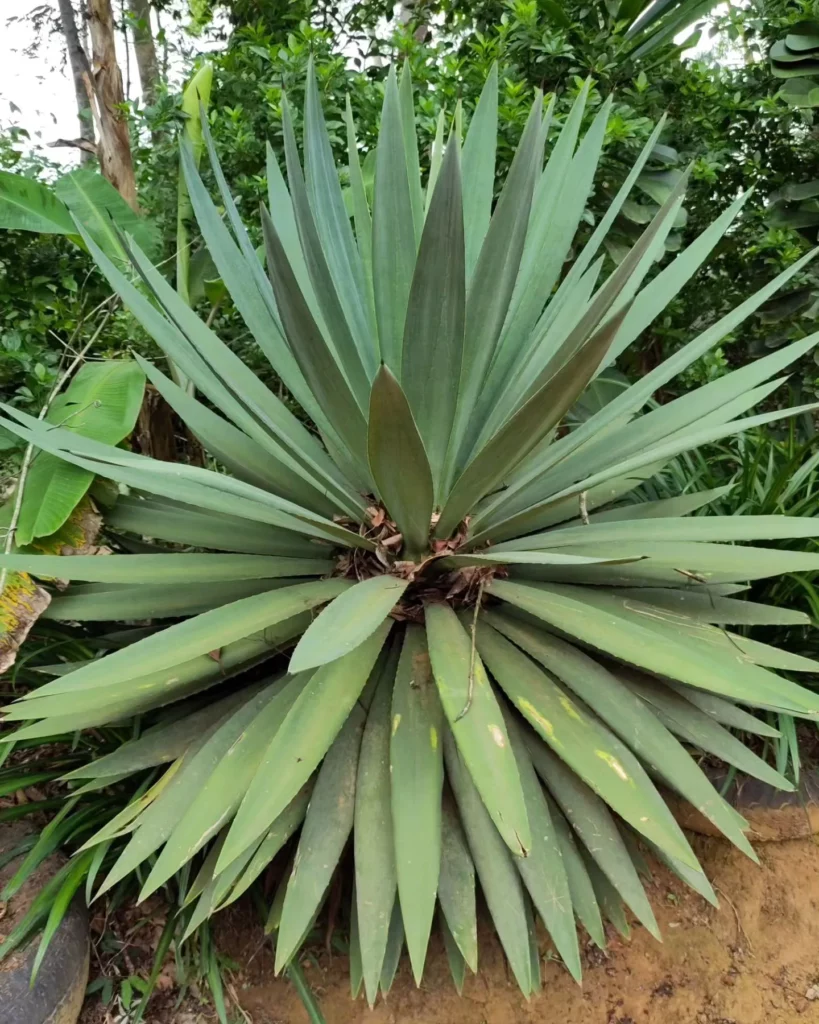 False Sisal (Agave Sisalana) Desert Plant on Garden Wall