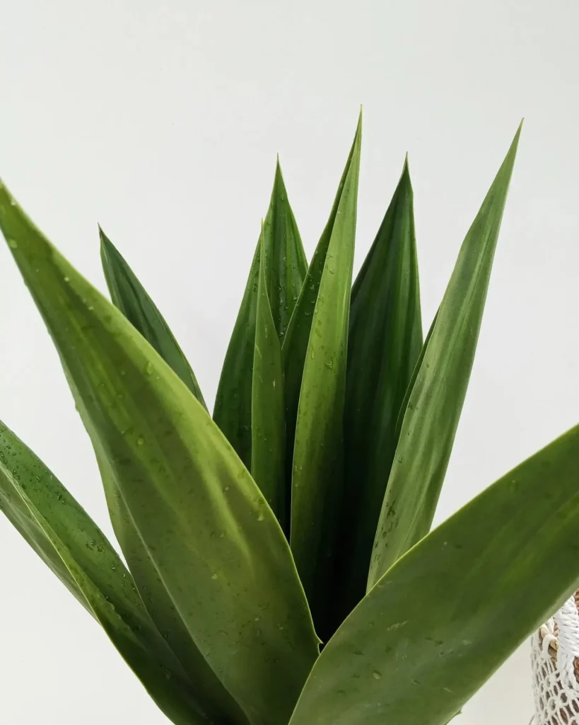 Close View of False Sisal (Agave Sisalana) Desert Plant
