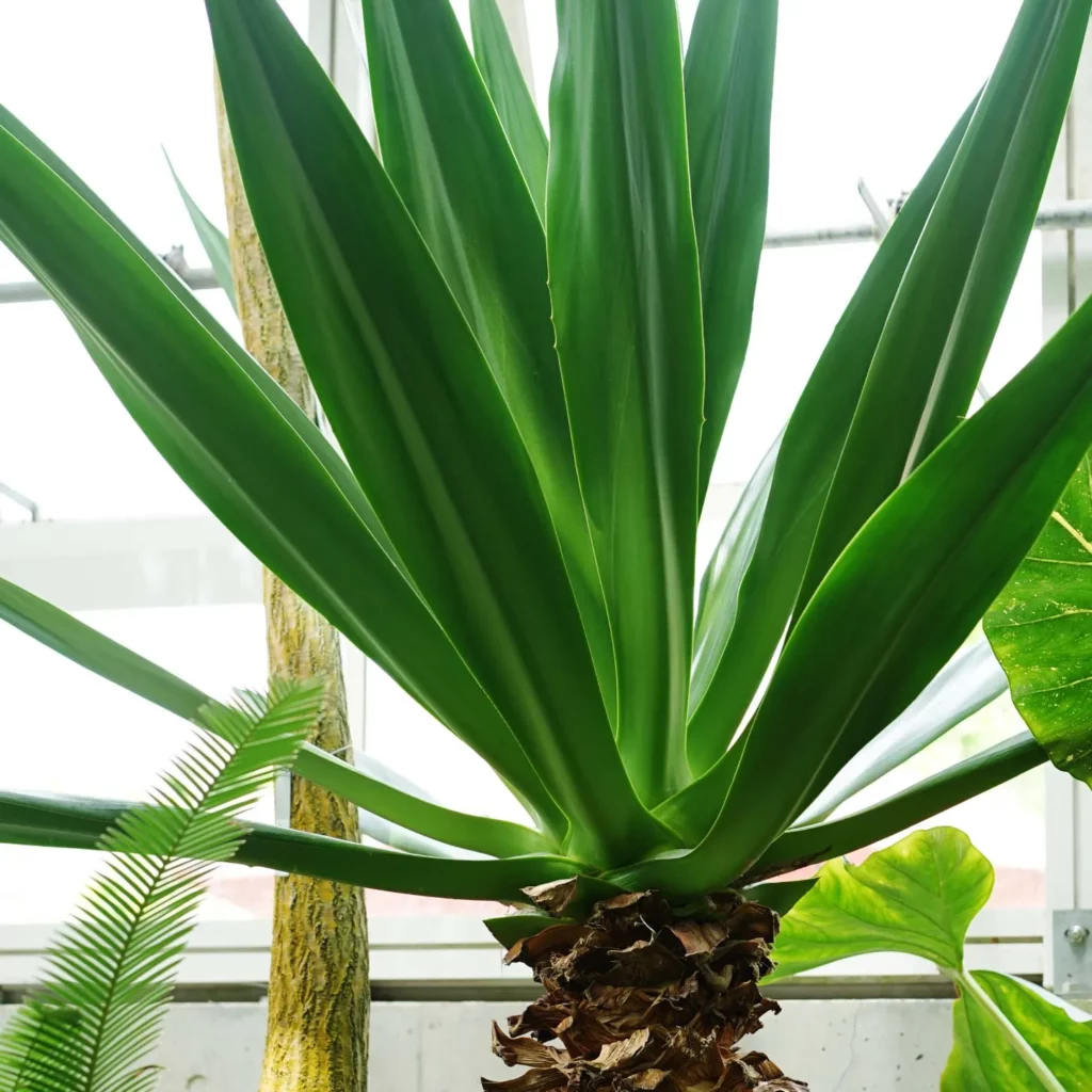 Close up Photo of False Sisal (Agave Sisalana) Desert Plant