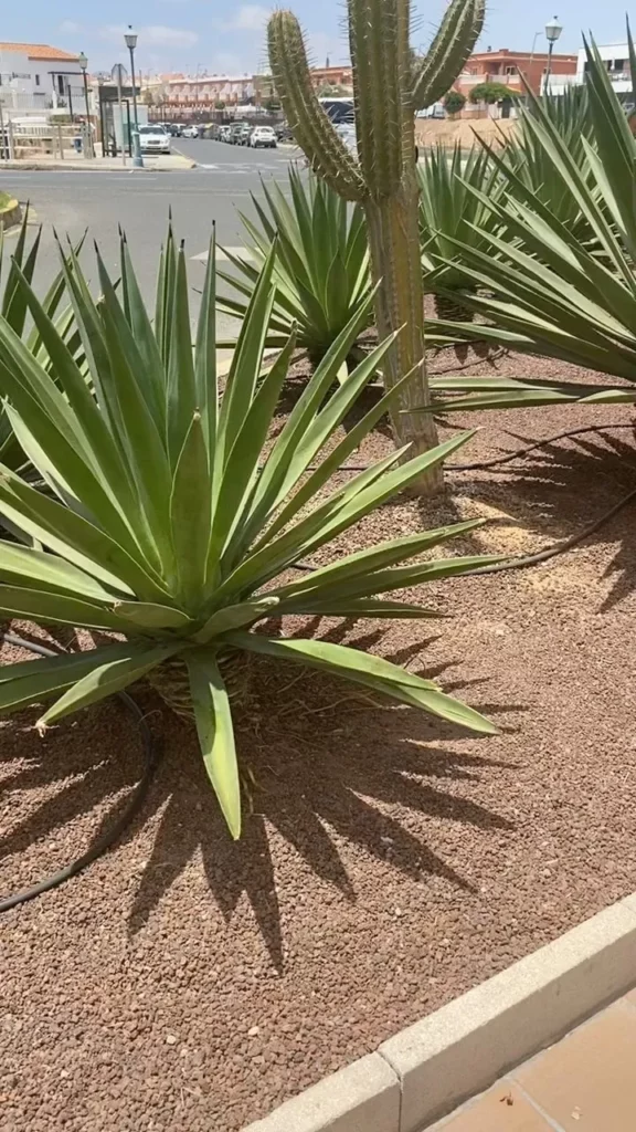 False Sisal (Agave Sisalana) Desert Plant Growing with other Desert Plants Observing Direct Sunlight near Road