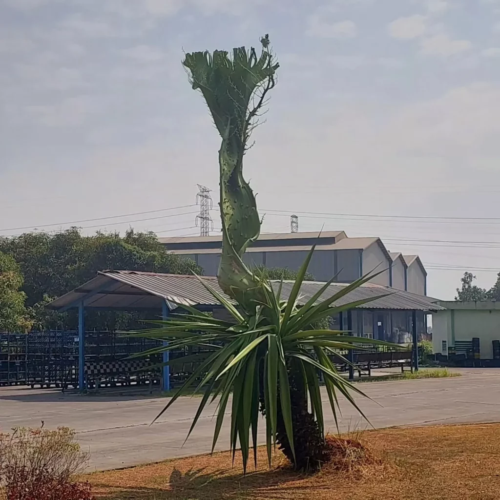 Fully Grown False Sisal (Agave Sisalana) Desert Plant Near Road