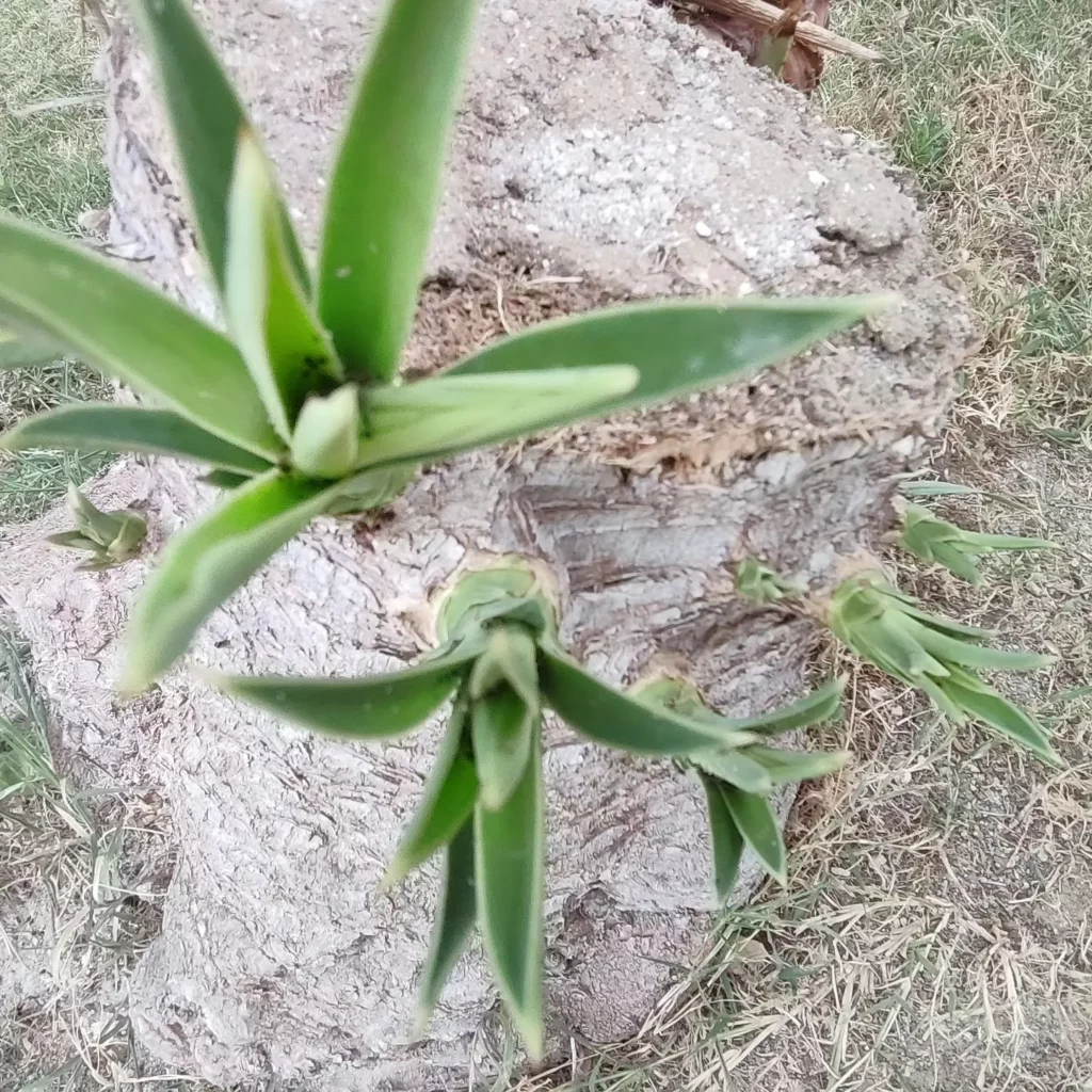 False Sisal (Agave Sisalana) Growing In Garden Grond