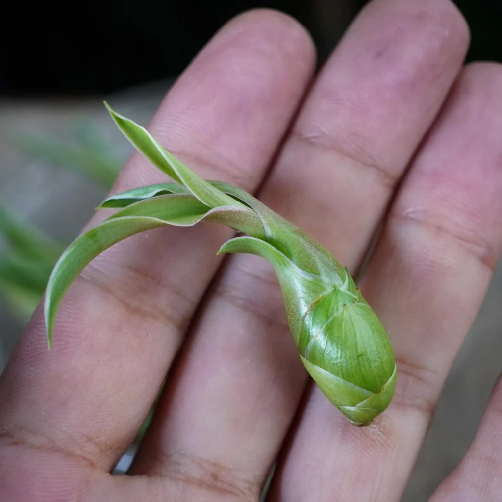 3" False Sisal (Agave Sisalana) Desert Plant In Hand
