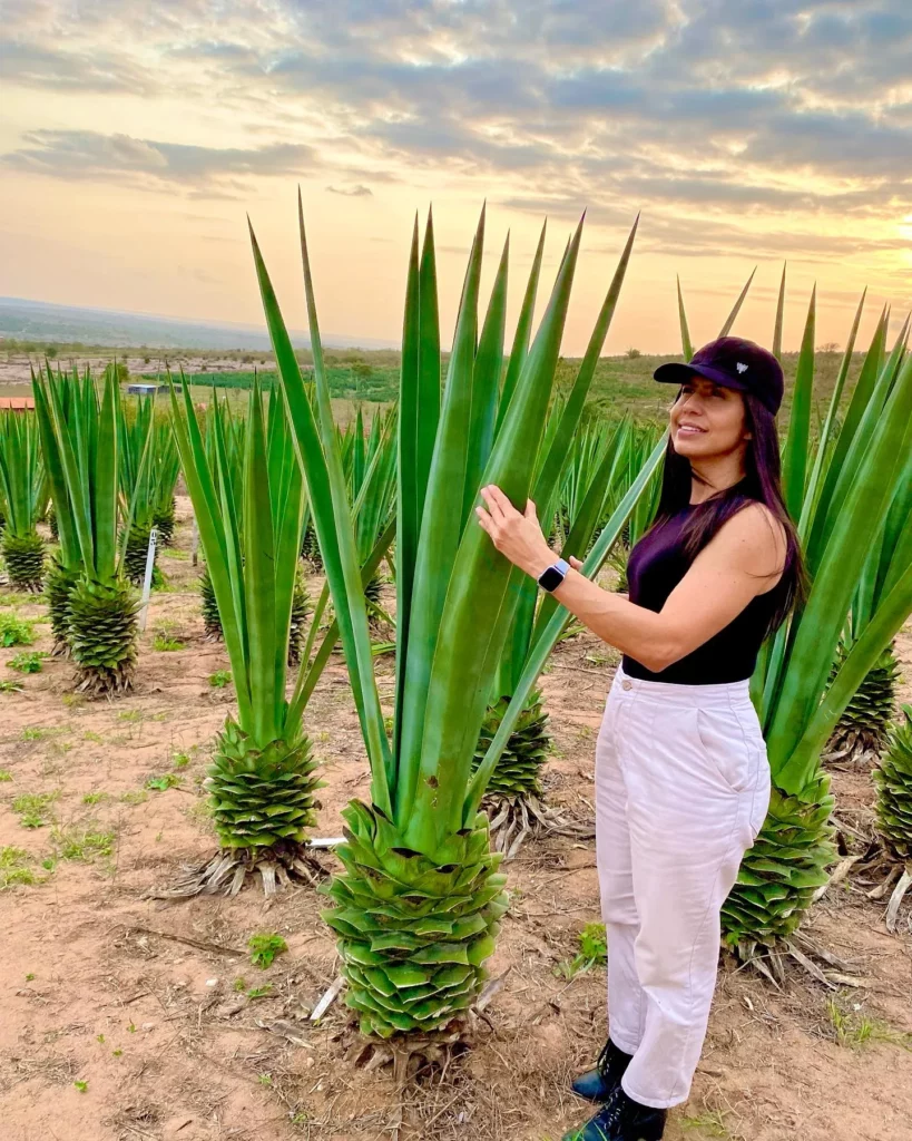 Woman Posing with Group of False Sisal (Agave Sisalana) Desert Plants In Forest Area
