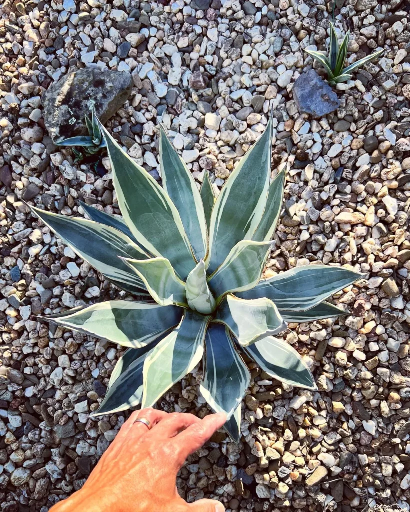 False Sisal (Agave Sisalana) Desert Plant On Garden Ground Observing Direct Sunlight