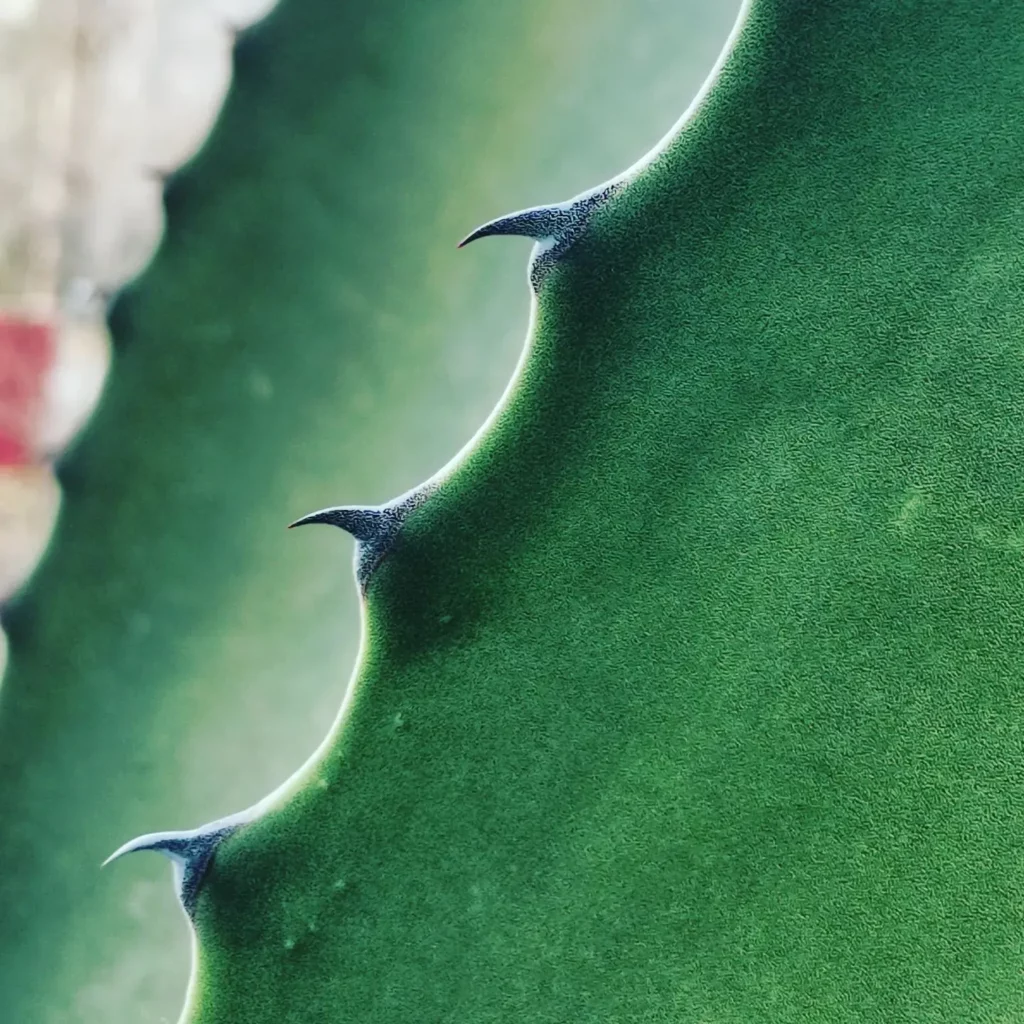 Close up Photo of False Sisal (Agave Sisalana) Desert Plant Thorns