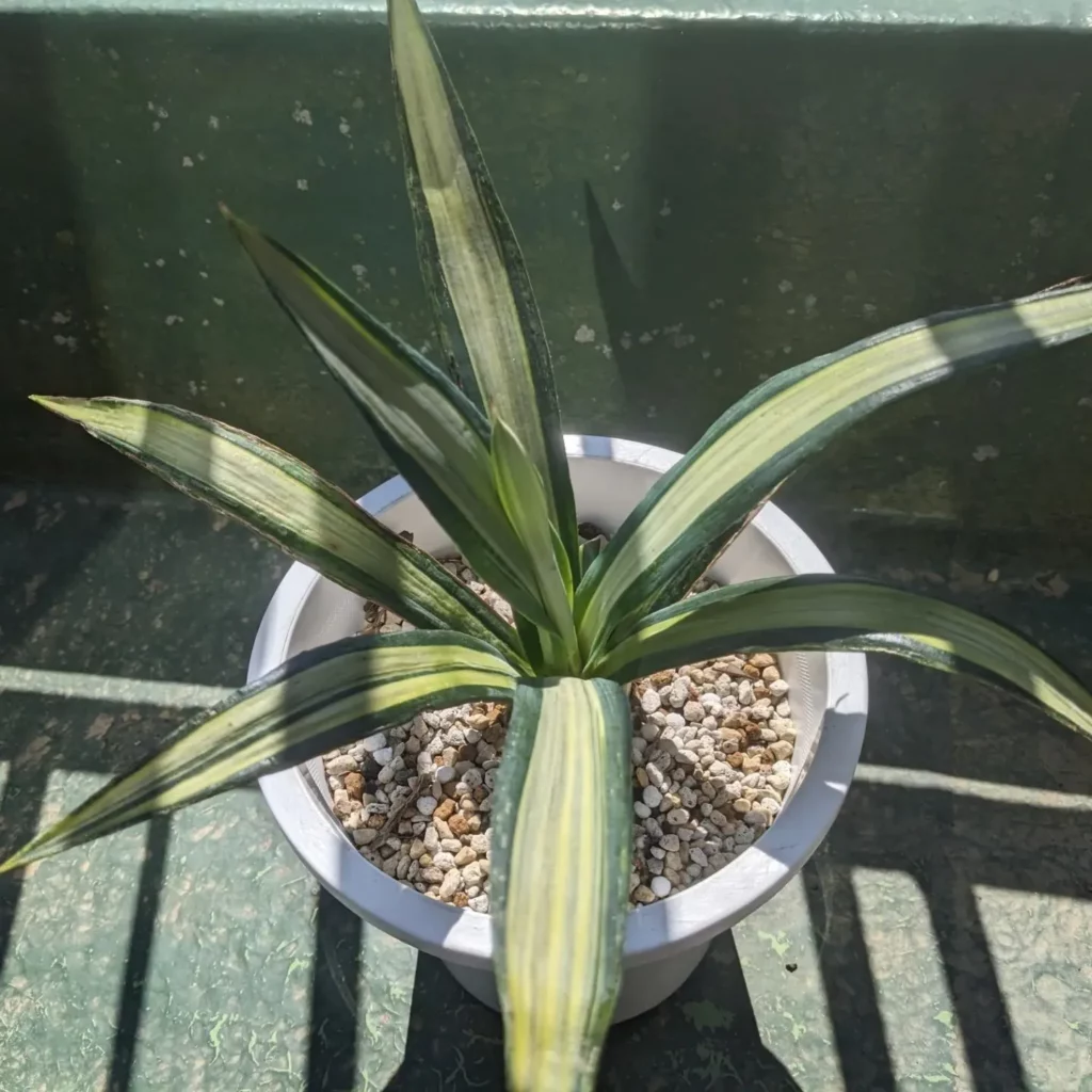 Top View of False Sisal (Agave Sisalana) Desert Plant In 6" White Round Shape Clay Pot Observing Direct Sunlight on Home Floor