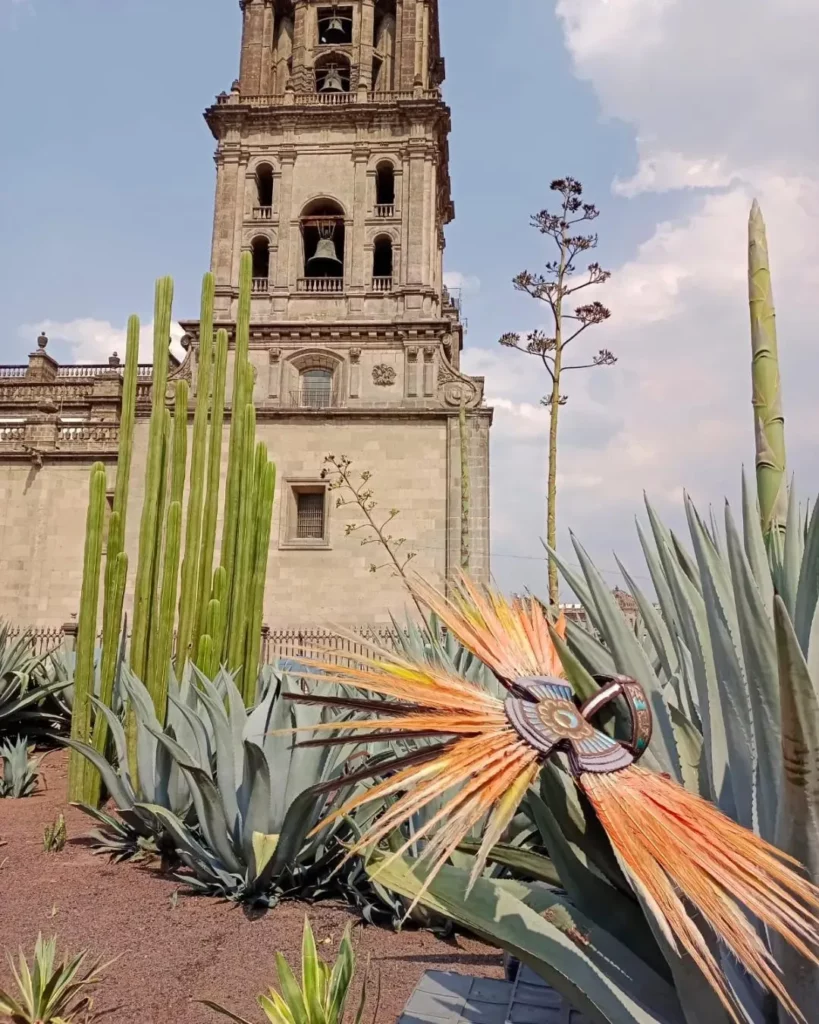 False Sisal (Agave Sisalana) Growing Naturally with other Desert Plants near Old Building