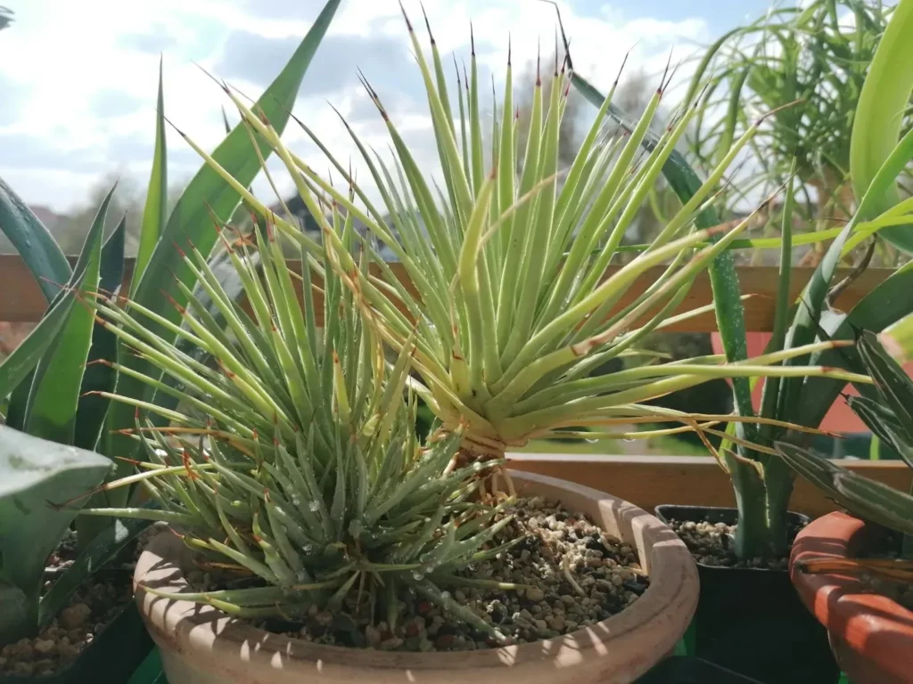 False Sisal (Agave Sisalana) Desert Plant Observing Direct Sunlight Displayed with other Desert Plants at Home Garden Area