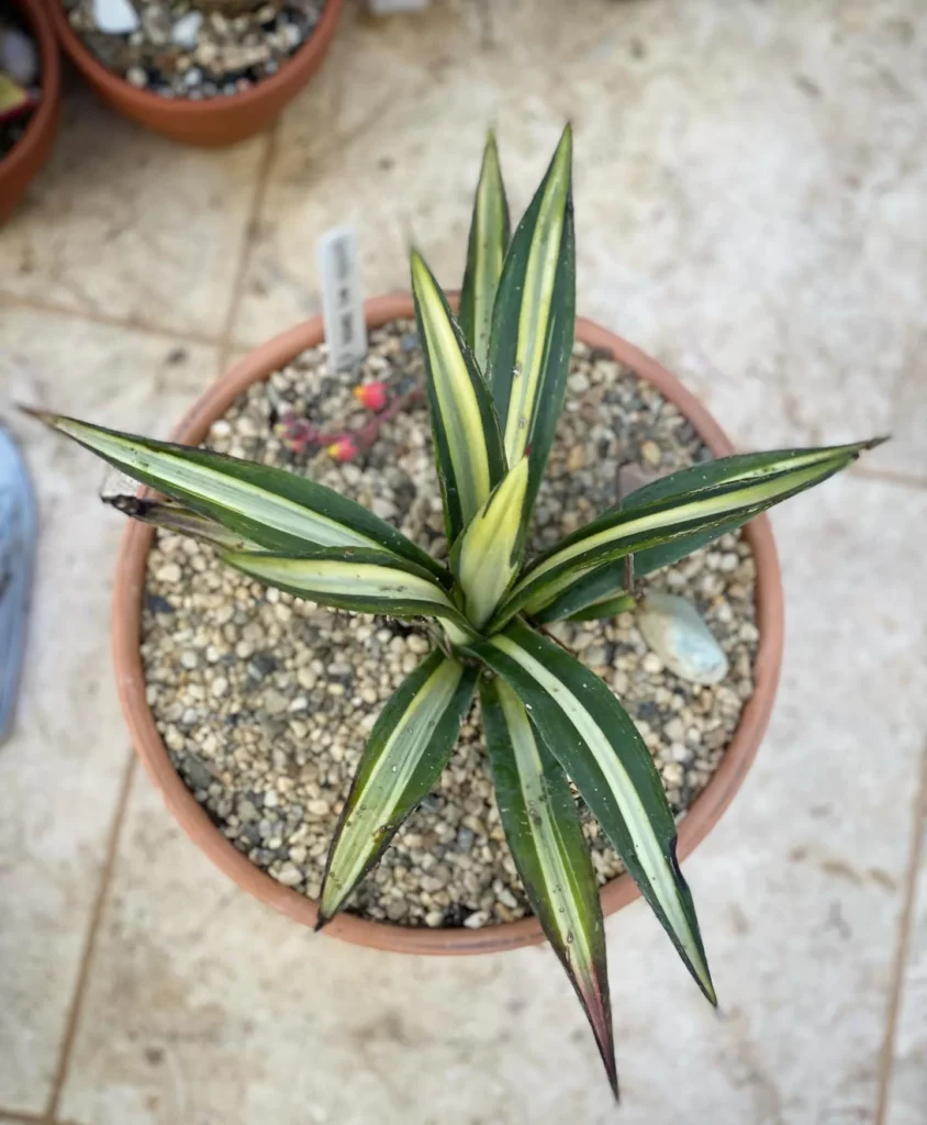 Top View of False Sisal (Agave Sisalana) Desert Plant In Round Pot at Garden