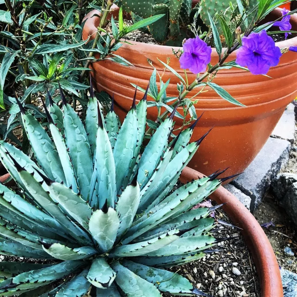 Black Spine Agave (Agave Macroacantha) Desert Plant In Round Clay Pot Displayed with other Desert Plant at Garden Area