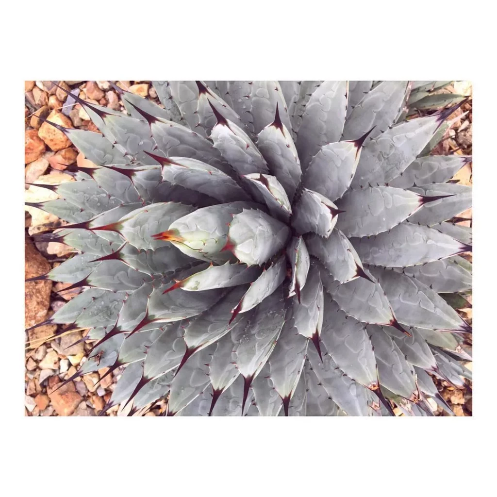 Close up View of Black Spine Agave (Agave Macroacantha) Desert Plant