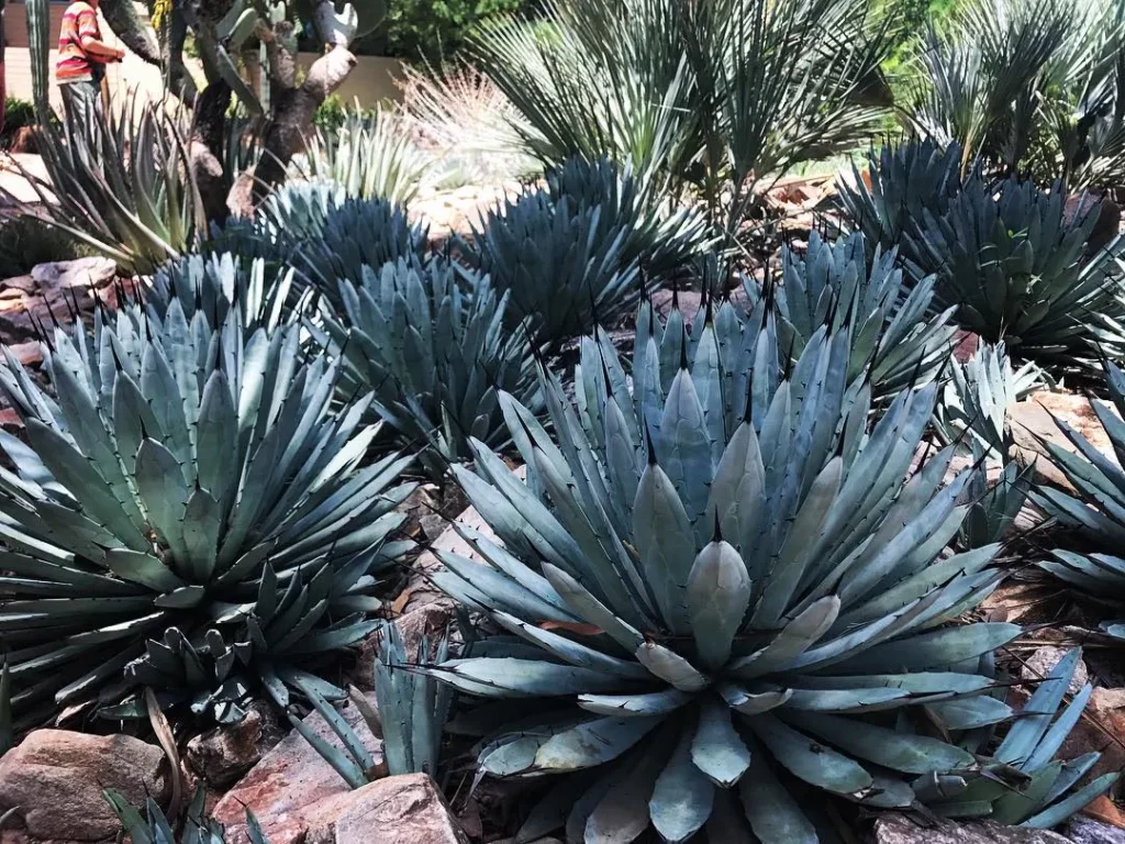 Black Spine Agave (Agave Macroacantha) with other Desert Plants at Garden Outdoor Ground