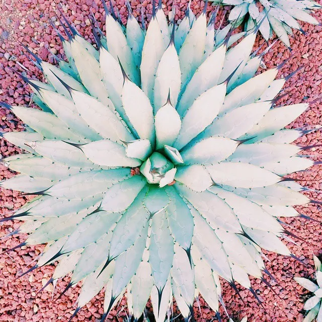 Eye-Catching Top View of Black Spine Agave (Agave Macroacantha) Desert Plant In Garden Ground
