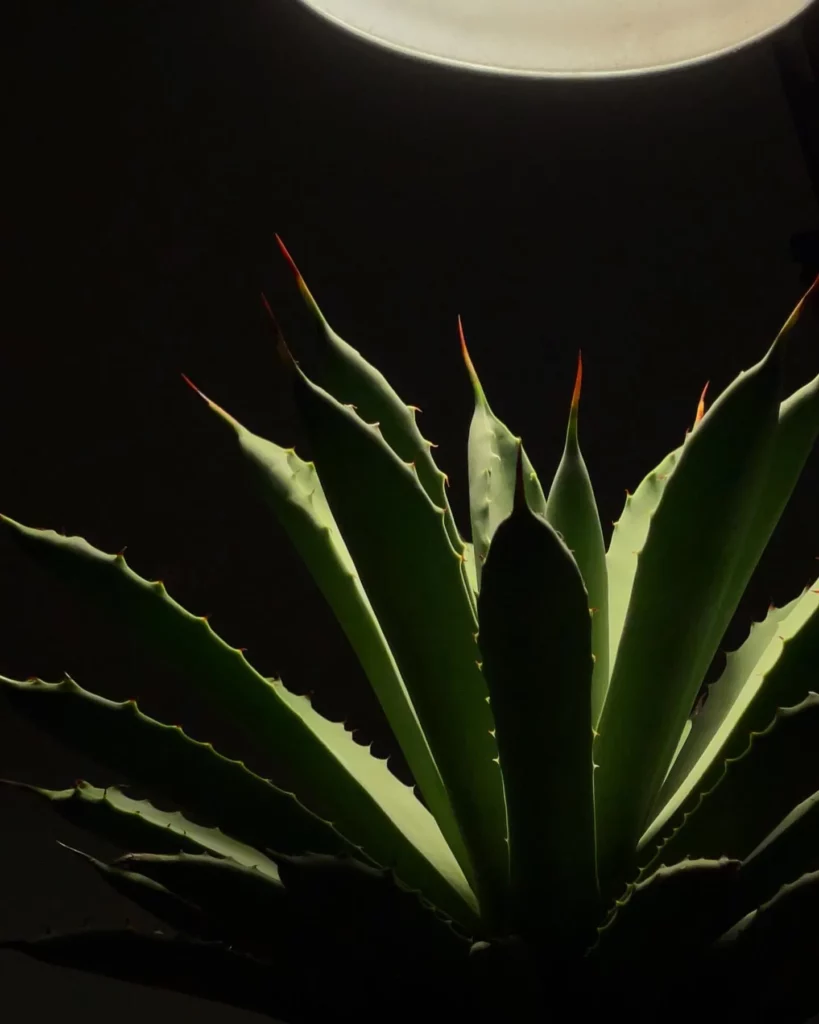 Close up Photo of Black Spine Agave (Agave Macroacantha) Desert Plant Observing Electric Lamp Light at Home Garden Area
