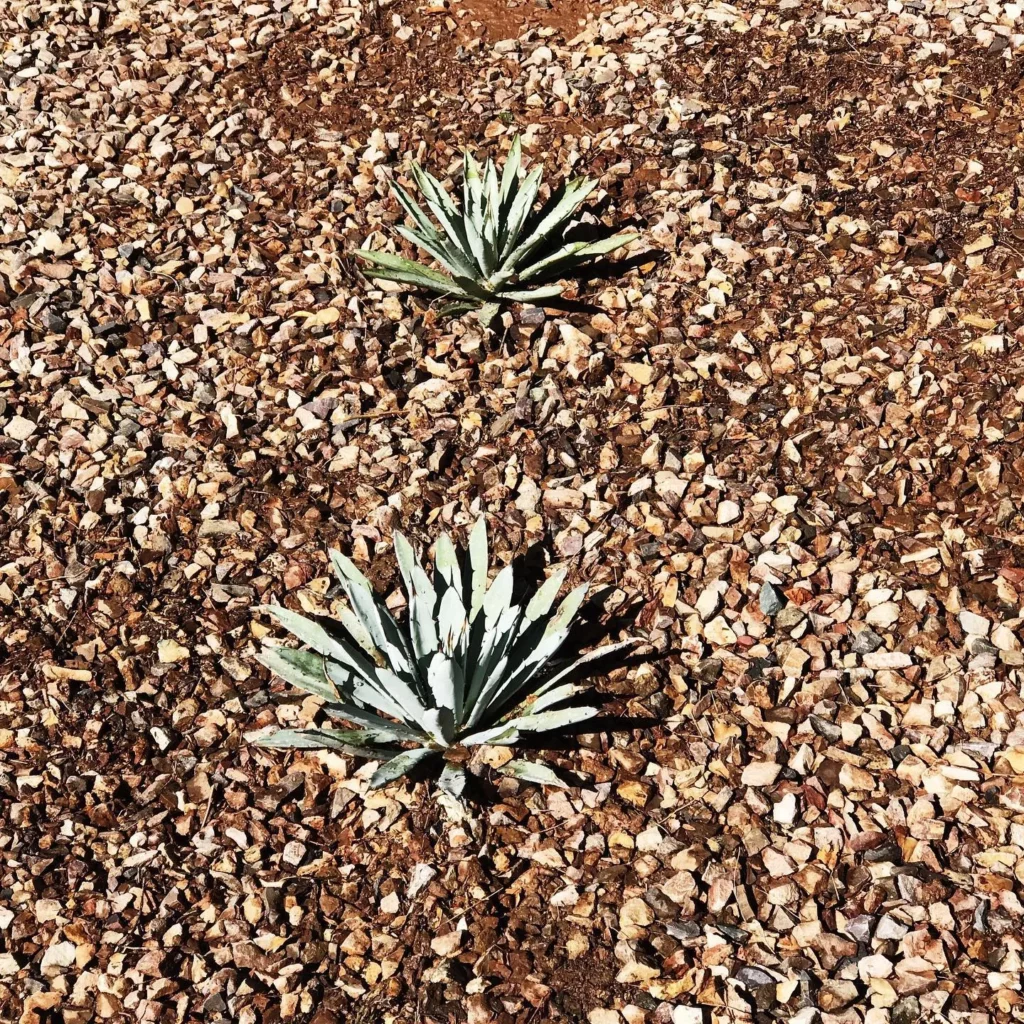 Naturally Growing Black Spine Agave (Agave Macroacantha) Desert Plants In Garden Ground