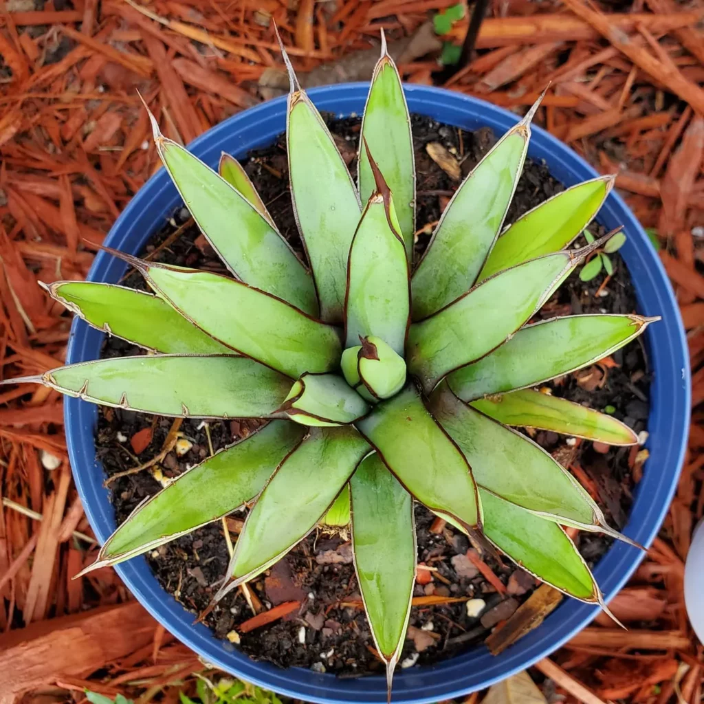 Top View of Eye-Catching Black Spine Agave (Agave Macroacantha) Desert Plant In Round Blue Color Pot On Garden Ground