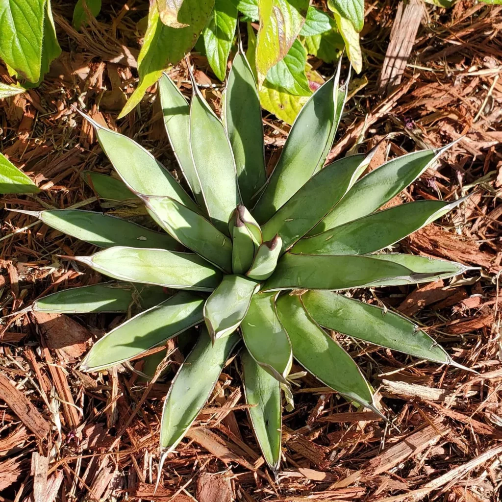 Top View of Black Spine Agave (Agave Macroacantha) Desert Plant Observing Direct Sunlight