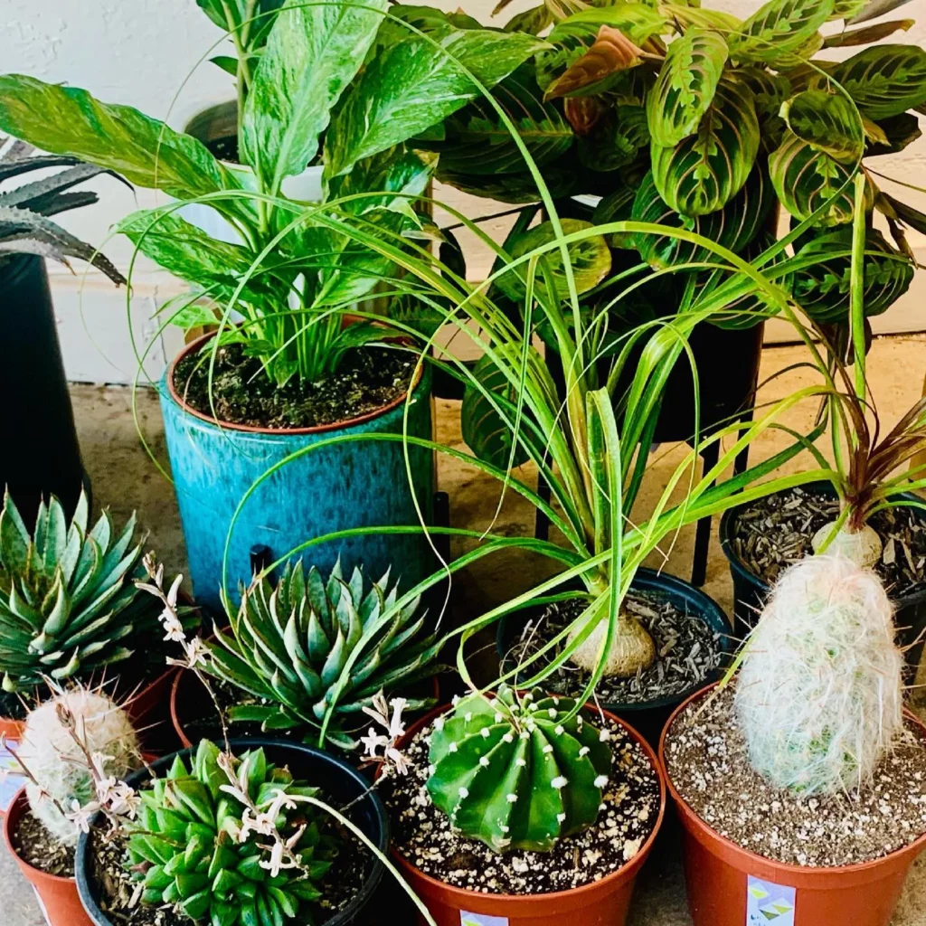 Black Spine Agave (Agave Macroacantha) with other Desert Plants In Ceramic Pots at Home Garden Area