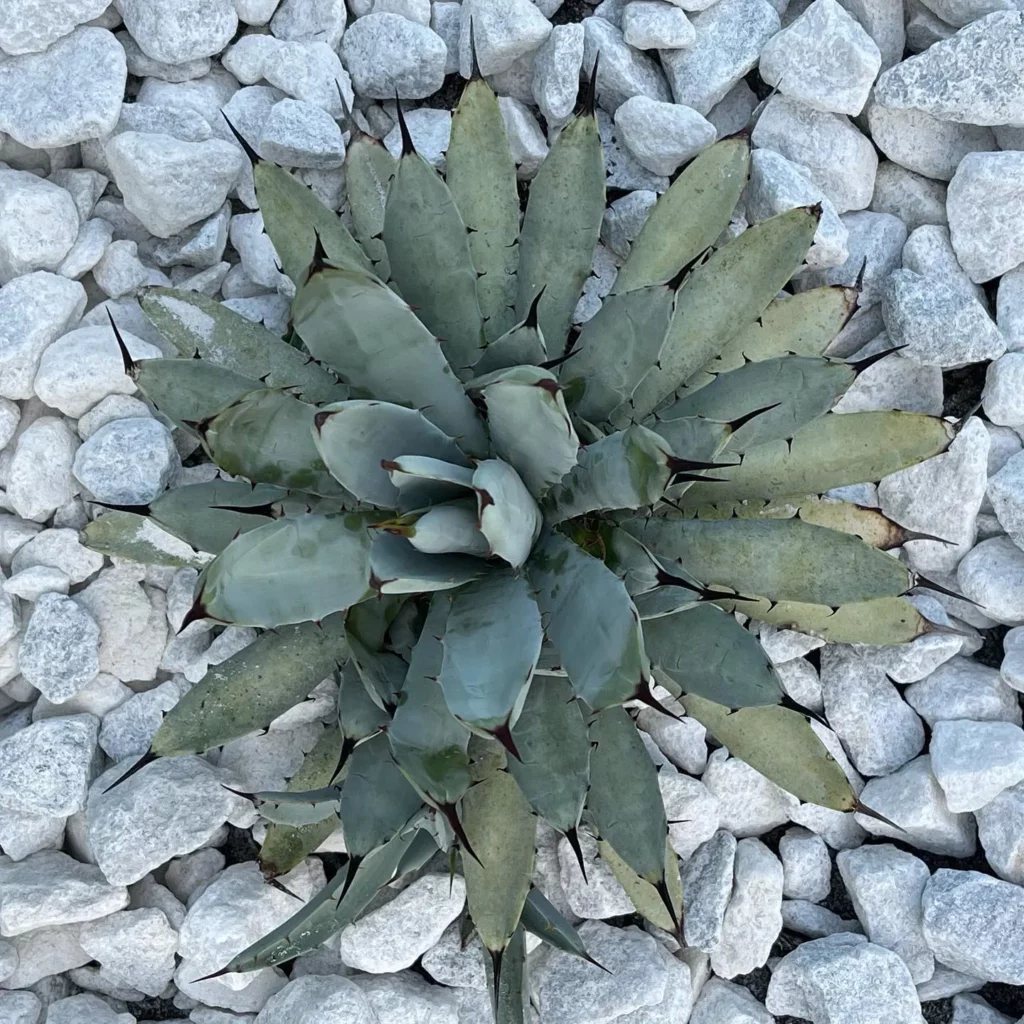 Top View of Black Spine Agave (Agave Macroacantha) Desert Plant