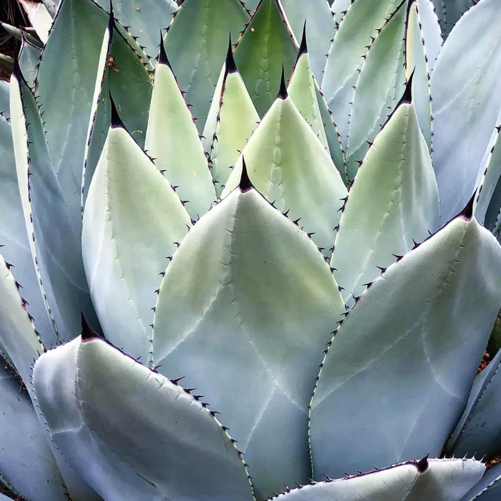Close View of Black Spine Agave (Agave Macroacantha) Desert Plant