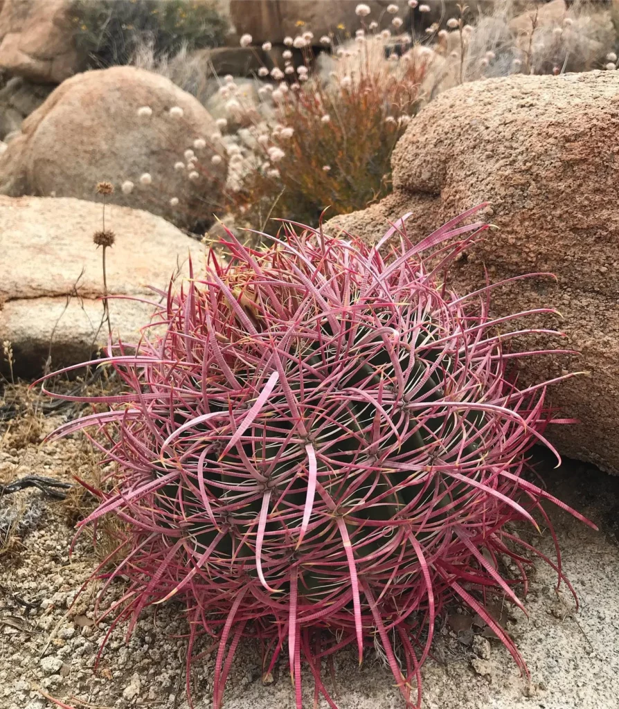 California Barrel Cactus (Ferocactus Cylindraceus) Growing Naturally In Forest Area