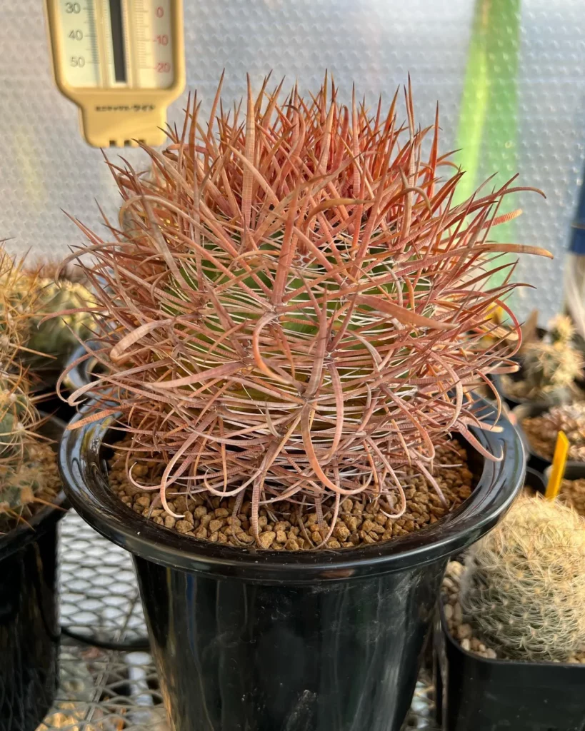 California Barrel Cactus (Ferocactus Cylindraceus) Plant In Round Pot at Garden
