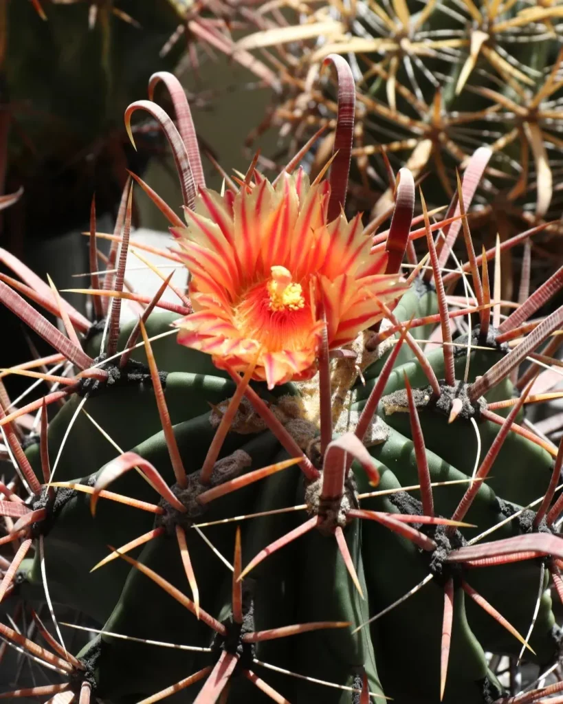 Blooming California Barrel Cactus (Ferocactus Cylindraceus) Plant