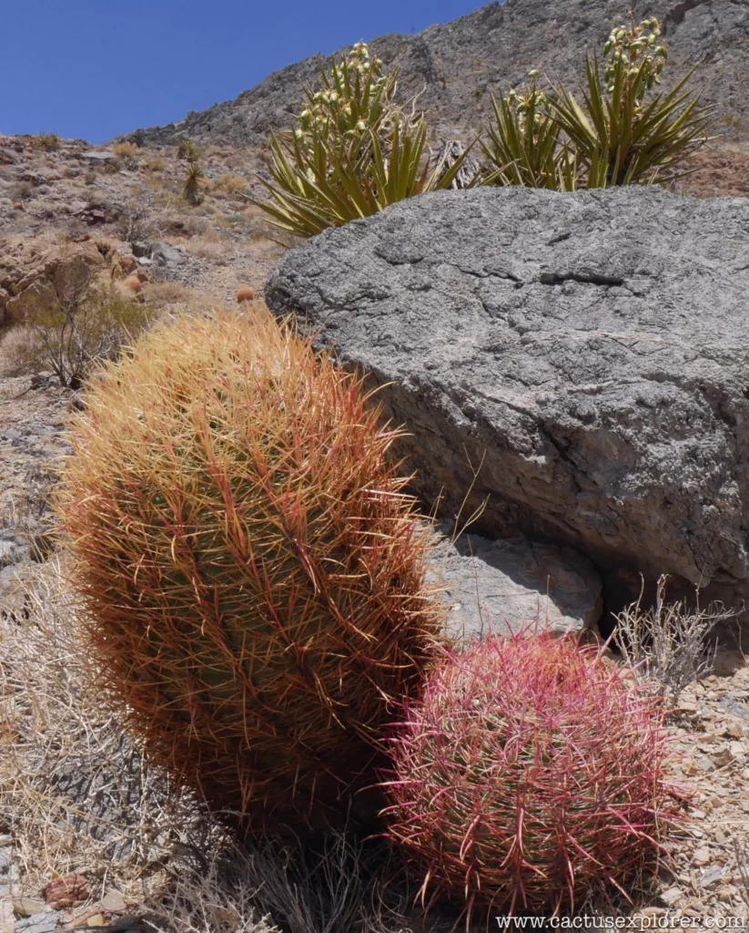 Naturally Growing California Barrel Cactus (Ferocactus Cylindraceus) Plant In Forest Area