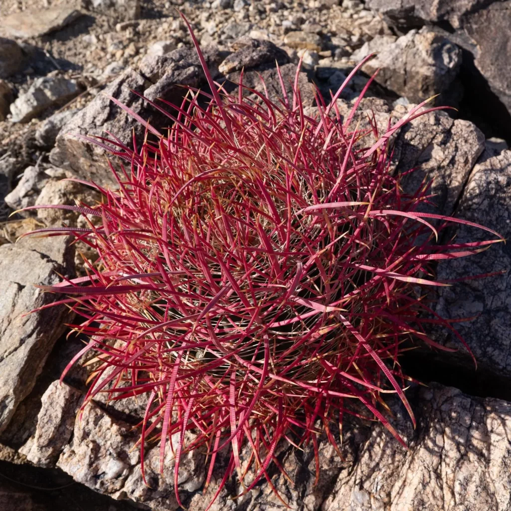 Naturally Growing California Barrel Cactus (Ferocactus Cylindraceus) In Mountain Area