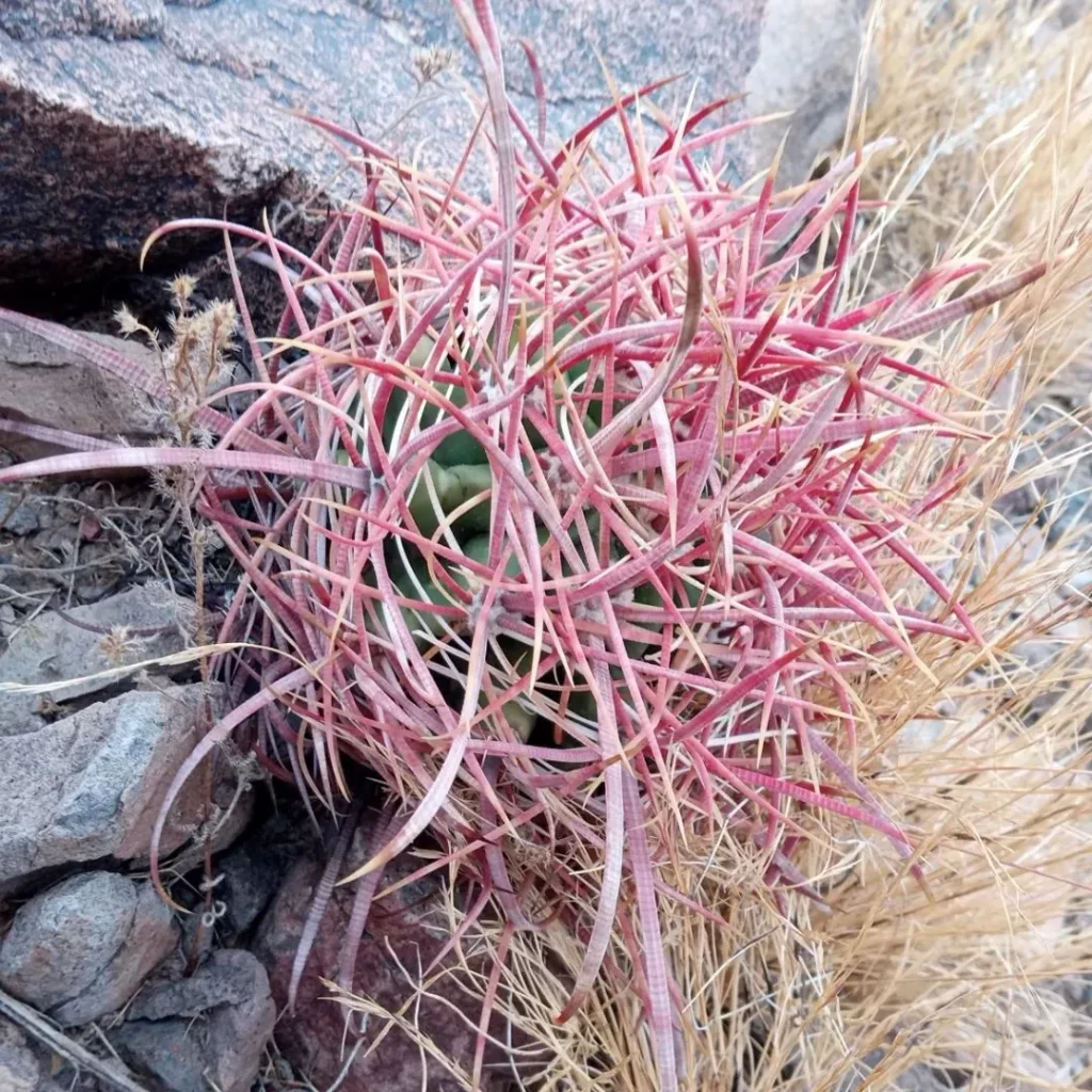 Close up Photo of California Barrel Cactus (Ferocactus Cylindraceus) Plant at Garden Ground
