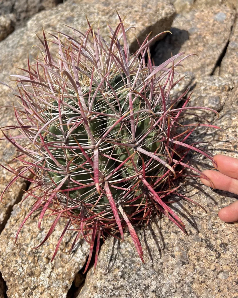 California Barrel Cactus (Ferocactus Cylindraceus) Growing On Stone at Mountain Area