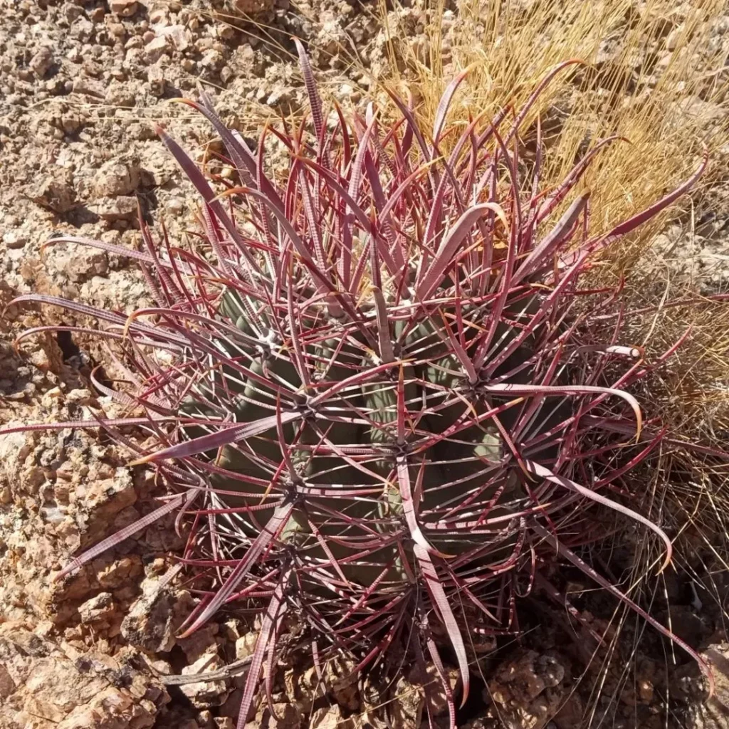 Naturally Growing California Barrel Cactus (Ferocactus Cylindraceus) Plant In Forest Area