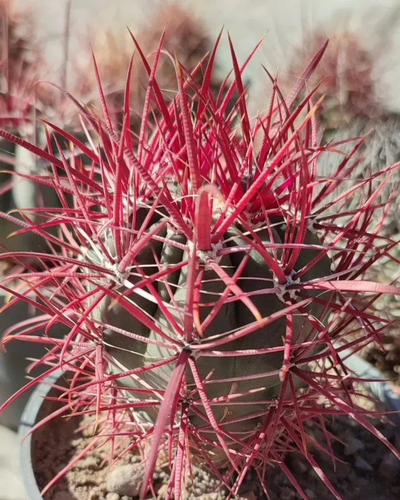 California Barrel Cactus (Ferocactus Cylindraceus) Plant Observing Sunlight Directly at Garden