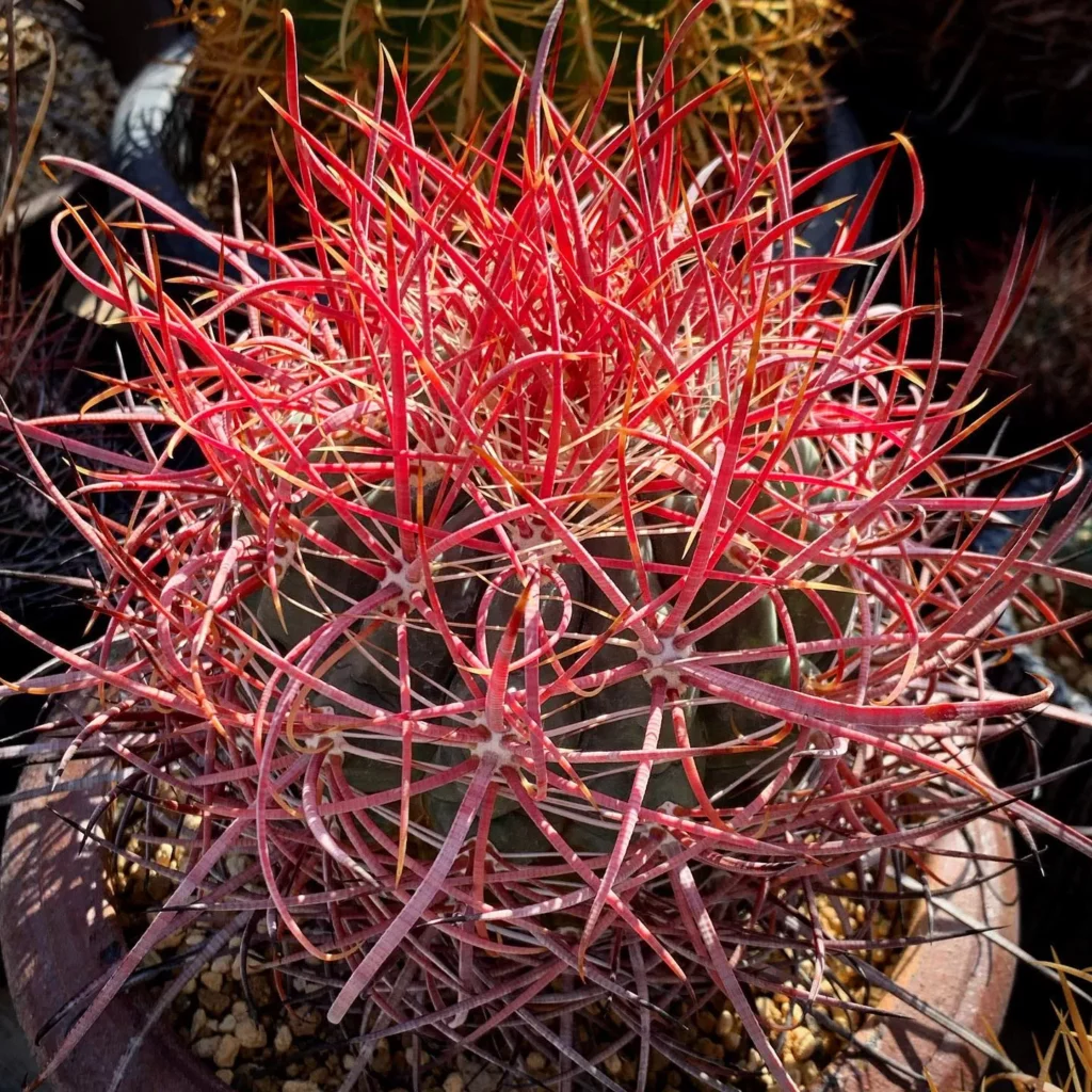 Close View of California Barrel Cactus (Ferocactus Cylindraceus) with Big Thorns