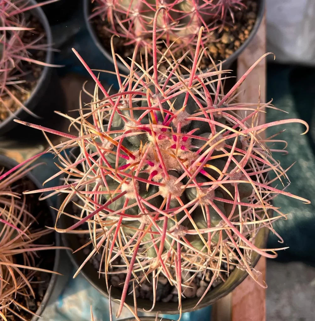Top View of California Barrel Cactus (Ferocactus Cylindraceus) Plant In Round Pot at Garden