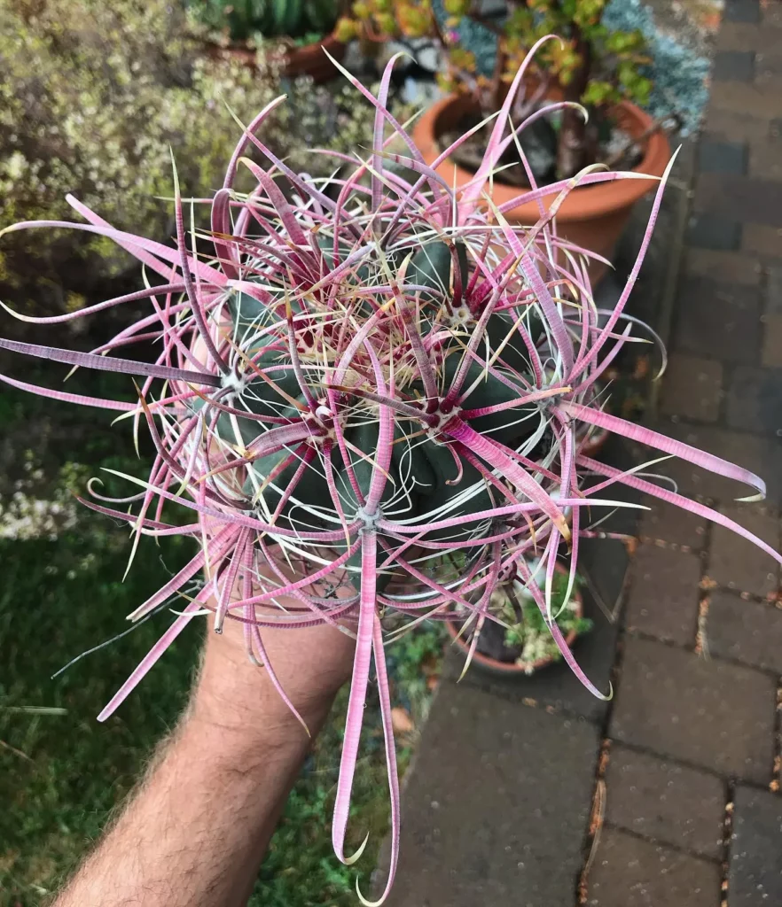 Man Relocating California Barrel Cactus (Ferocactus Cylindraceus) Plant at Garden