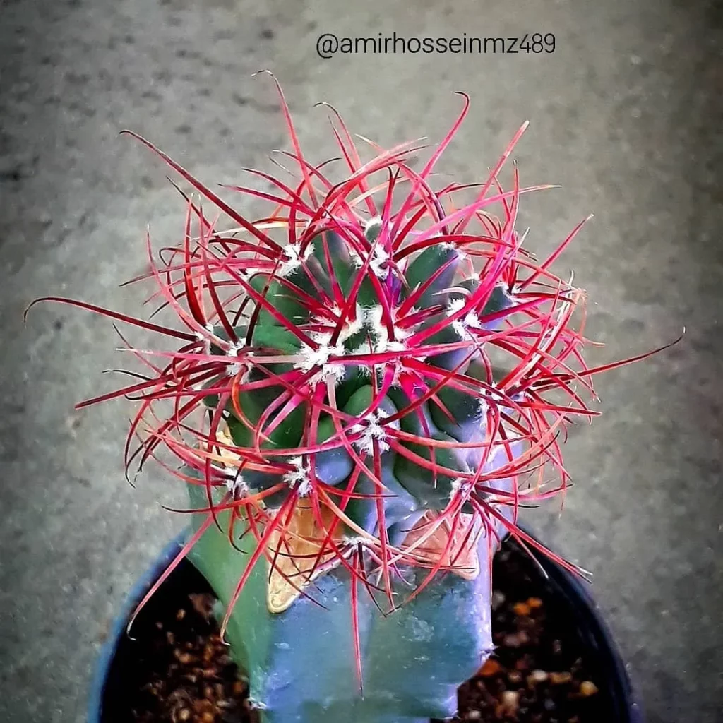 Close view of California Barrel Cactus (Ferocactus Cylindraceus) Plant with Pink Color Thorns