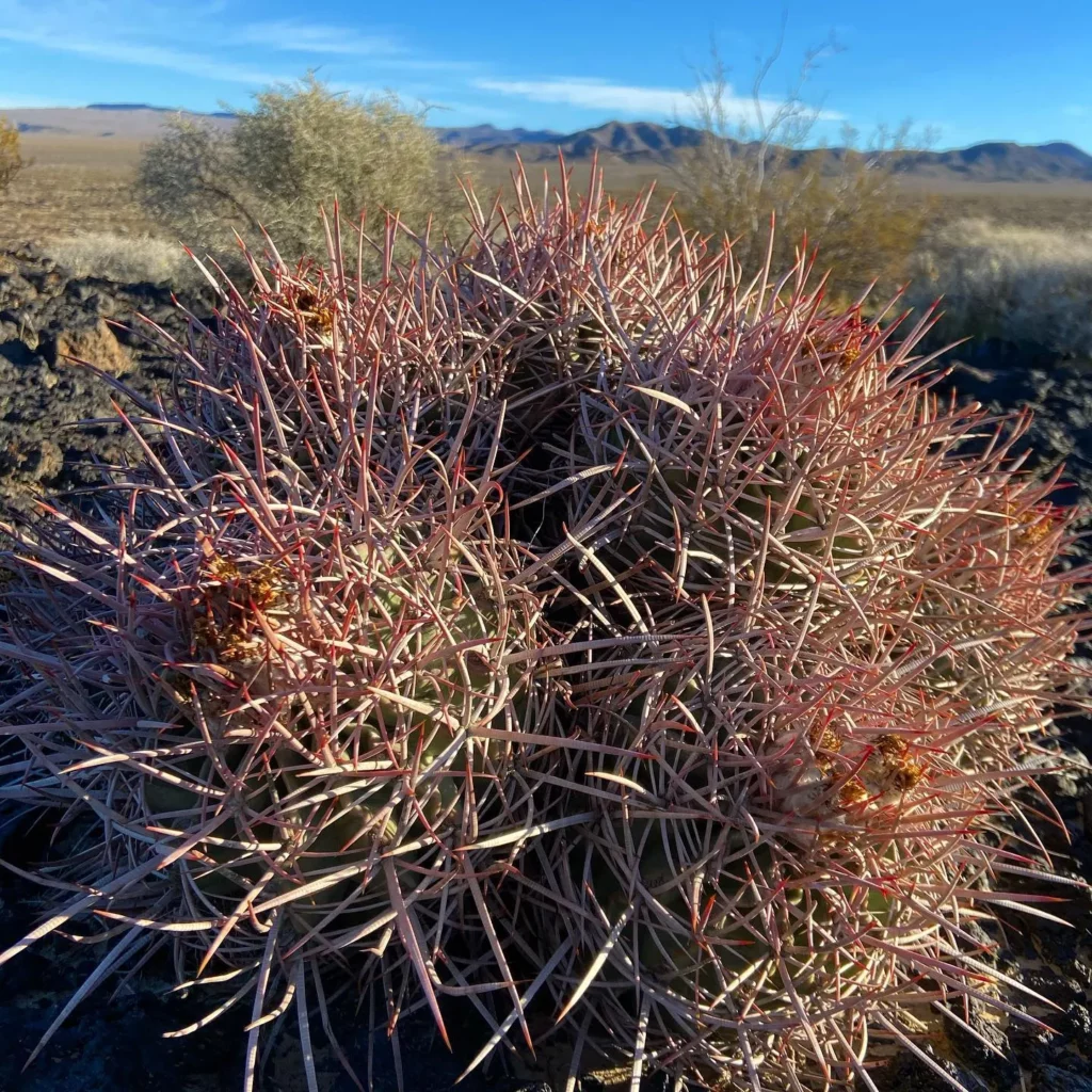 Photo of Naturally Growing California Barrel Cactus (Ferocactus Cylindraceus) Plant In Forest