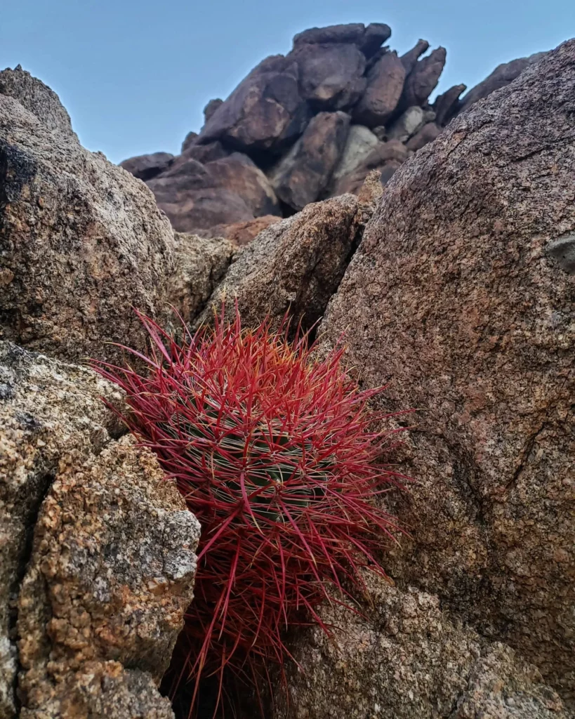 California Barrel Cactus (Ferocactus Cylindraceus) Growing On Rocks at Mountain Area