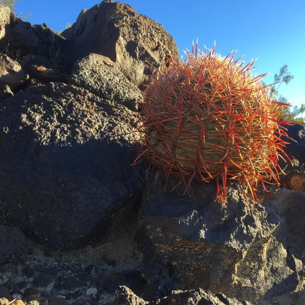 California Barrel Cactus (Ferocactus Cylindraceus) Growing Naturally on Rocks