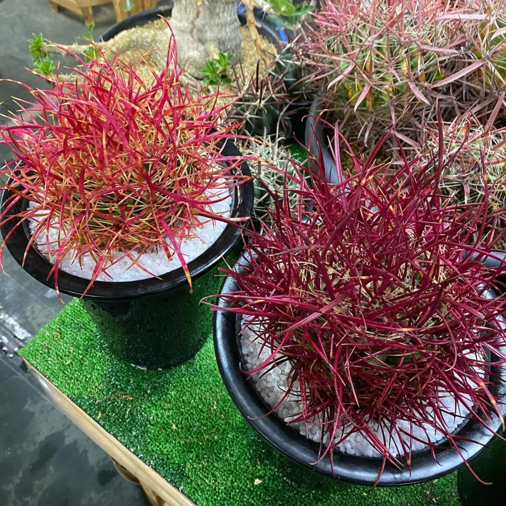 Top View of California Barrel Cactus (Ferocactus Cylindraceus) Plants In Round Pots Displayed at Garden