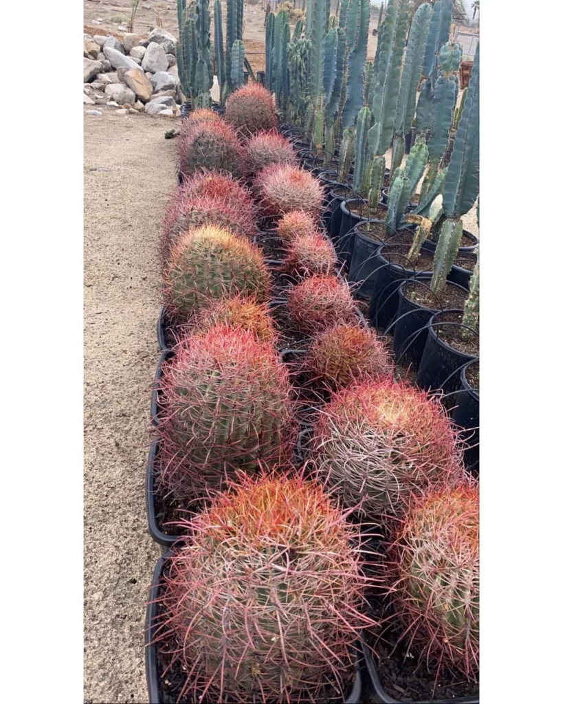 Group of California Barrel Cactus (Ferocactus Cylindraceus) Plants Displayed with other Desert Plants at Garden Area