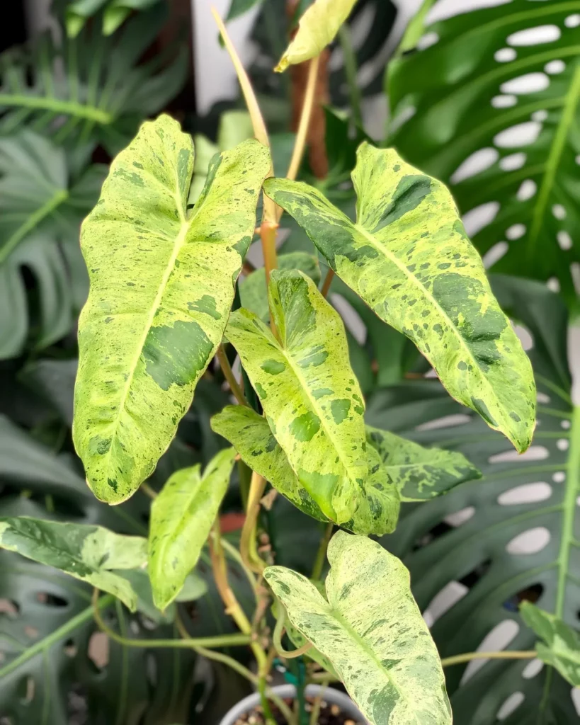 Close up Photo of Philodendron Paraiso Verde Plant at Home Garden
