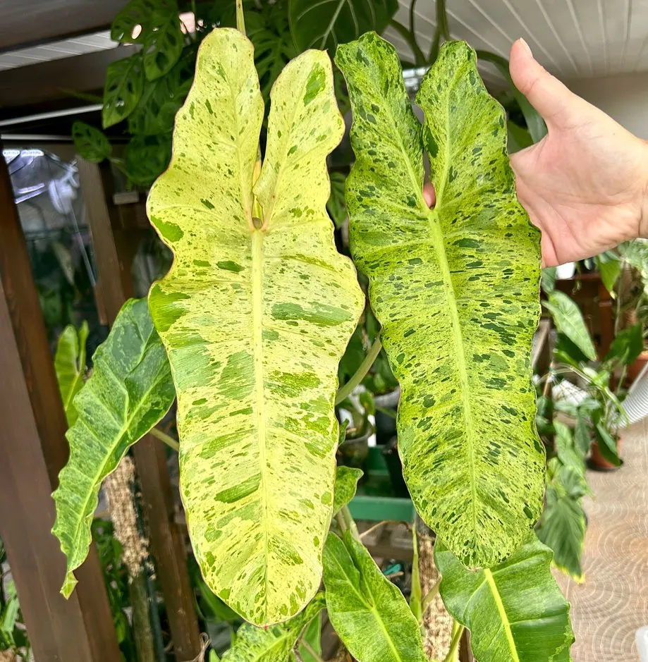 Close up Photo of Philodendron Paraiso Verde Leaves at Garden Area